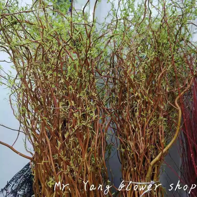 龙柳鲜枝插花客厅落地插水植物易活观叶水培长根家居装饰