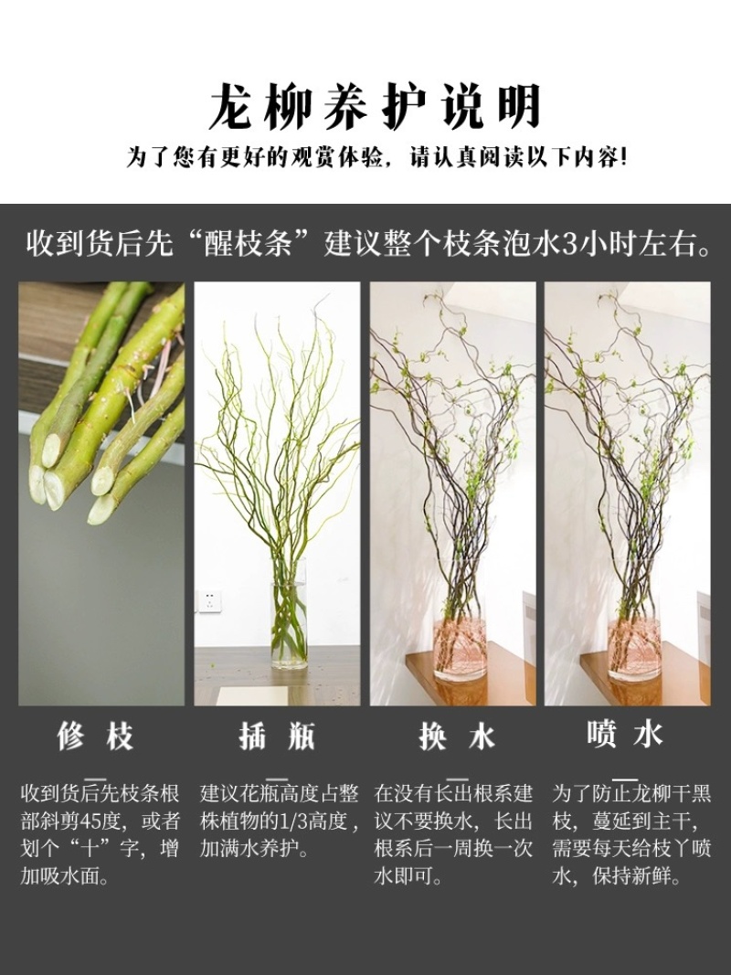 龙柳鲜枝插花客厅落地插水植物易活观叶水培长根家居装饰