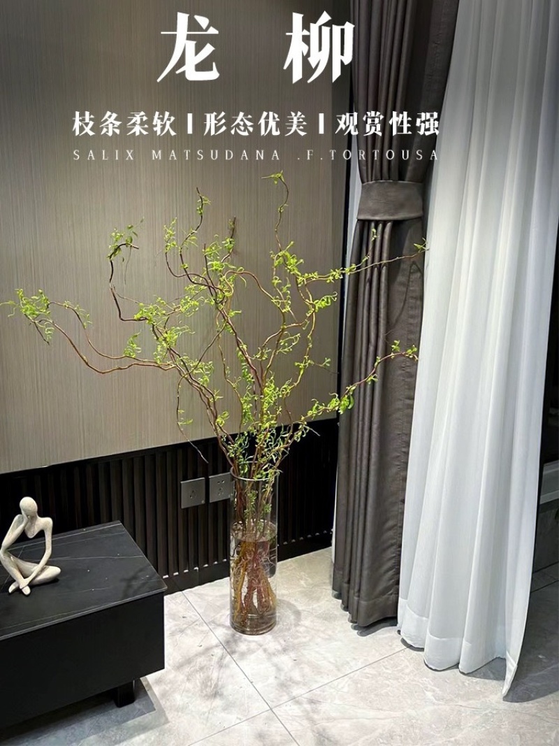 龙柳鲜枝插花客厅落地插水植物易活观叶水培长根家居装饰