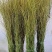 龙柳鲜枝插花客厅落地插水植物易活观叶水培长根家居装饰