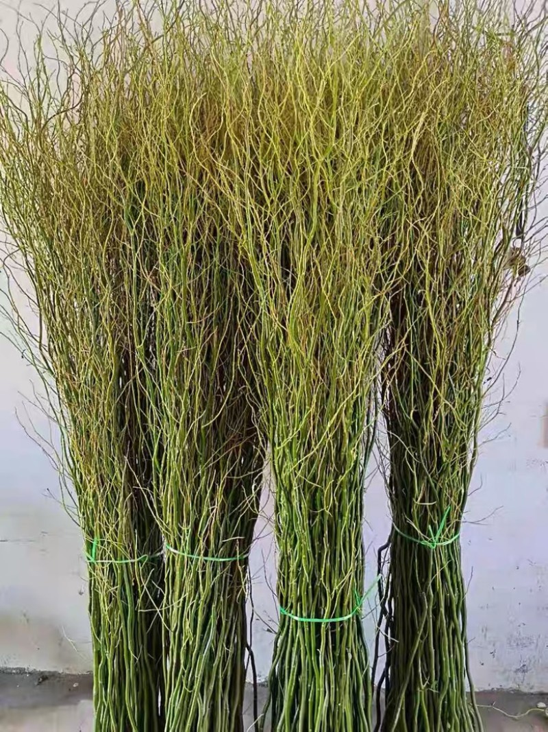 龙柳鲜枝插花客厅落地插水植物易活观叶水培长根家居装饰