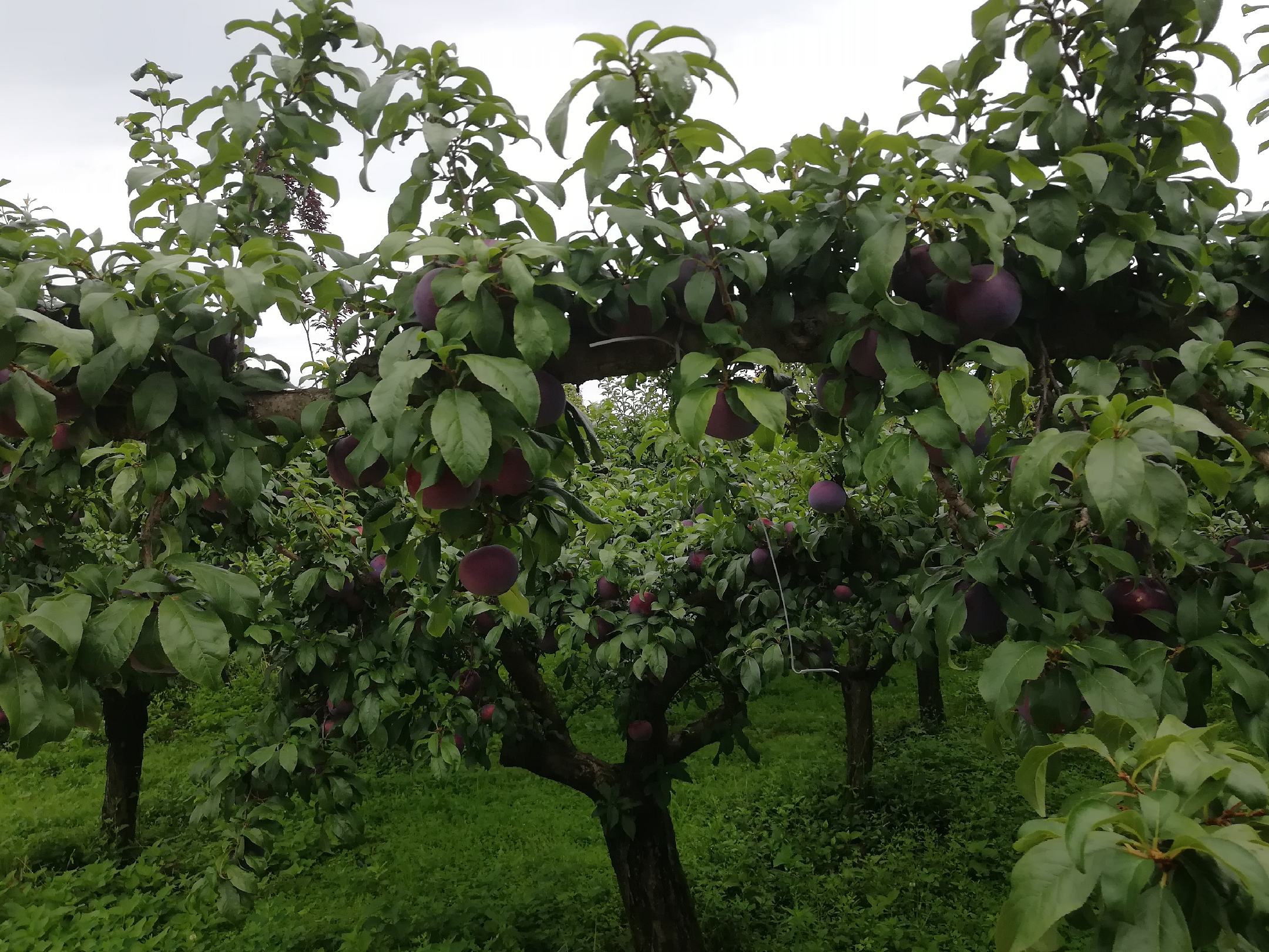 黑布林李子采摘场景