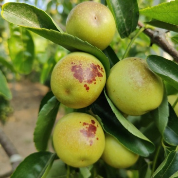 大荔冬枣