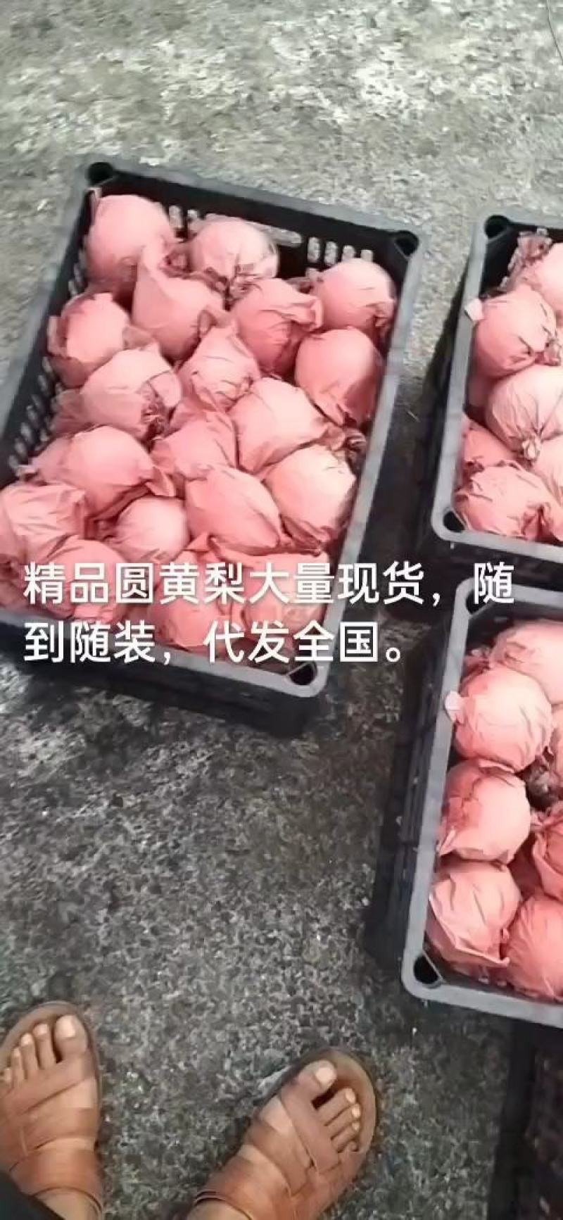 《热卖中》安徽砀山圆黄梨，秋月梨，多汁脆甜代发全国