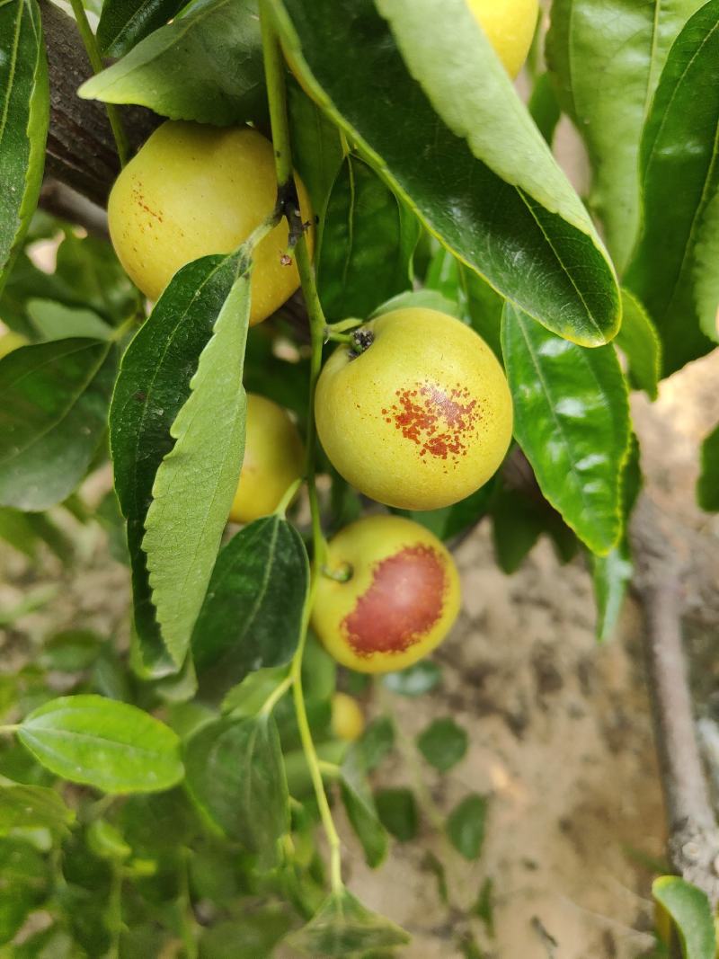 大荔冬枣