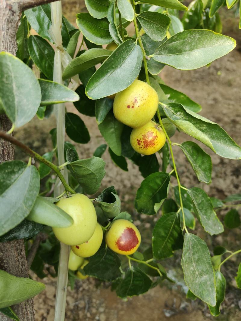 大荔冬枣