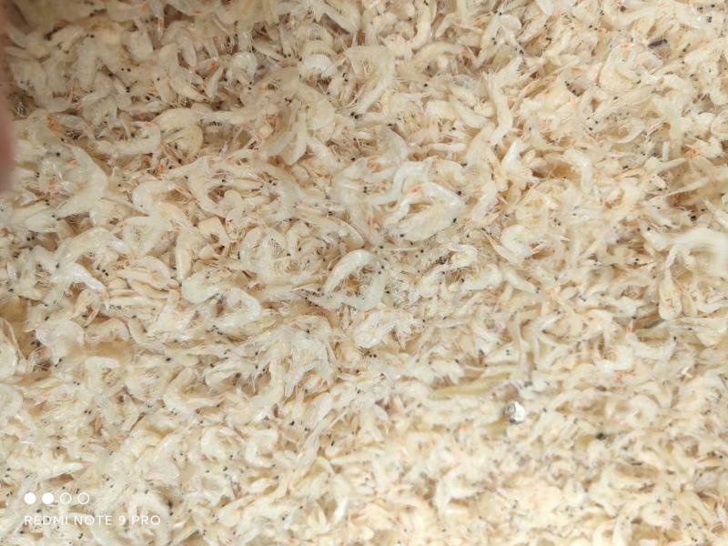 跑江湖地摊新鲜虾皮海米虾无盐即食补钙煲汤批发