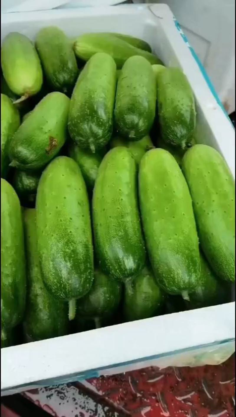 精品黄瓜水果黄瓜质量很好支持视频看货货源充足