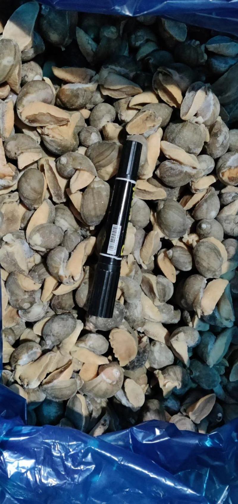 江苏连云港黄金鲍螺欢迎咨询实地看货，一手货源量大从优