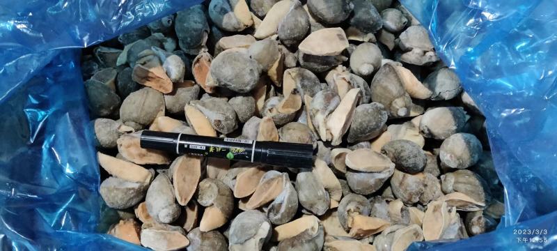 江苏连云港黄金鲍螺欢迎咨询实地看货，一手货源量大从优