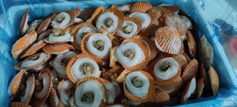 黄金粉丝贝烧烤可用自助餐可用黄金粉丝扇贝