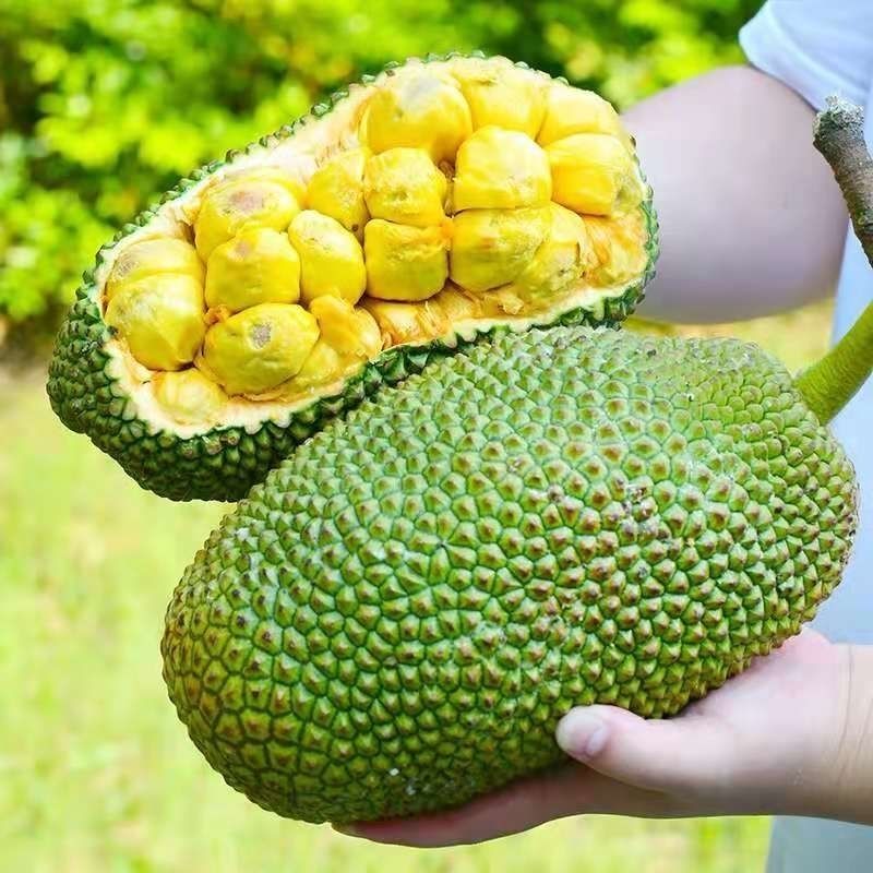 海南榴莲蜜一件代发批发热带水果尖蜜拉