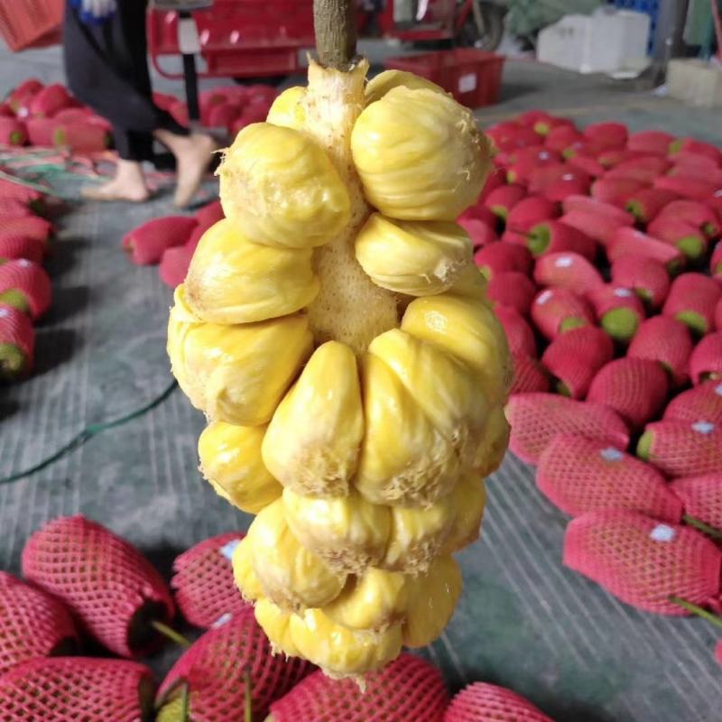 海南榴莲蜜一件代发批发热带水果尖蜜拉
