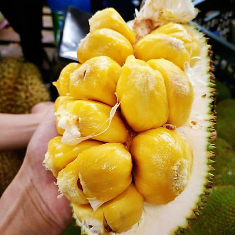 海南榴莲蜜一件代发批发热带水果尖蜜拉