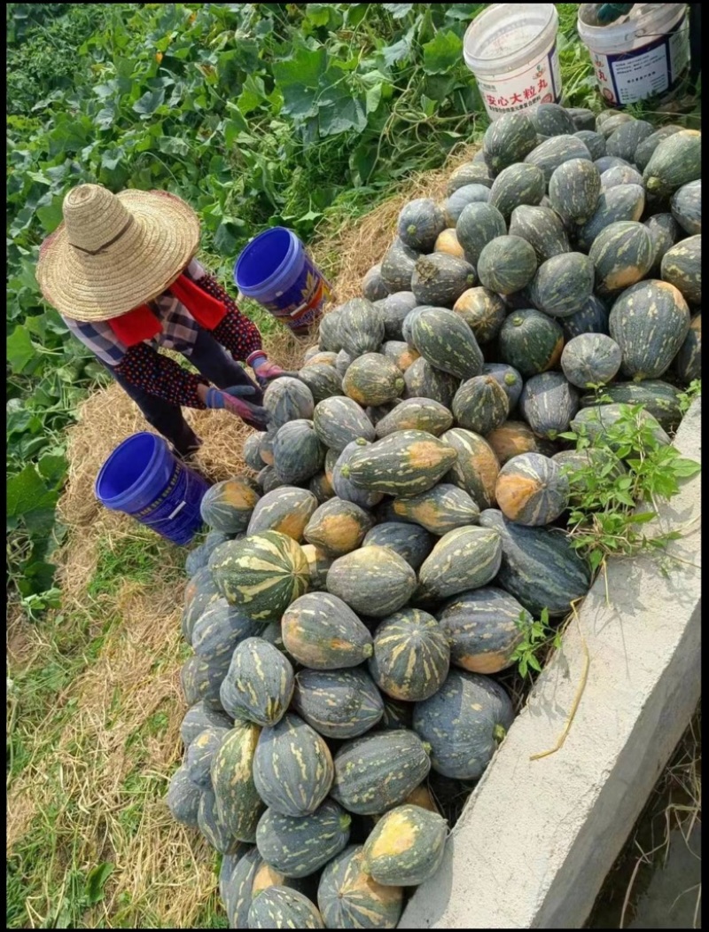 香芋南瓜粉糯香甜，大量上市，对接商场电商。产地直发