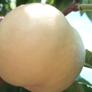 水蜜桃
