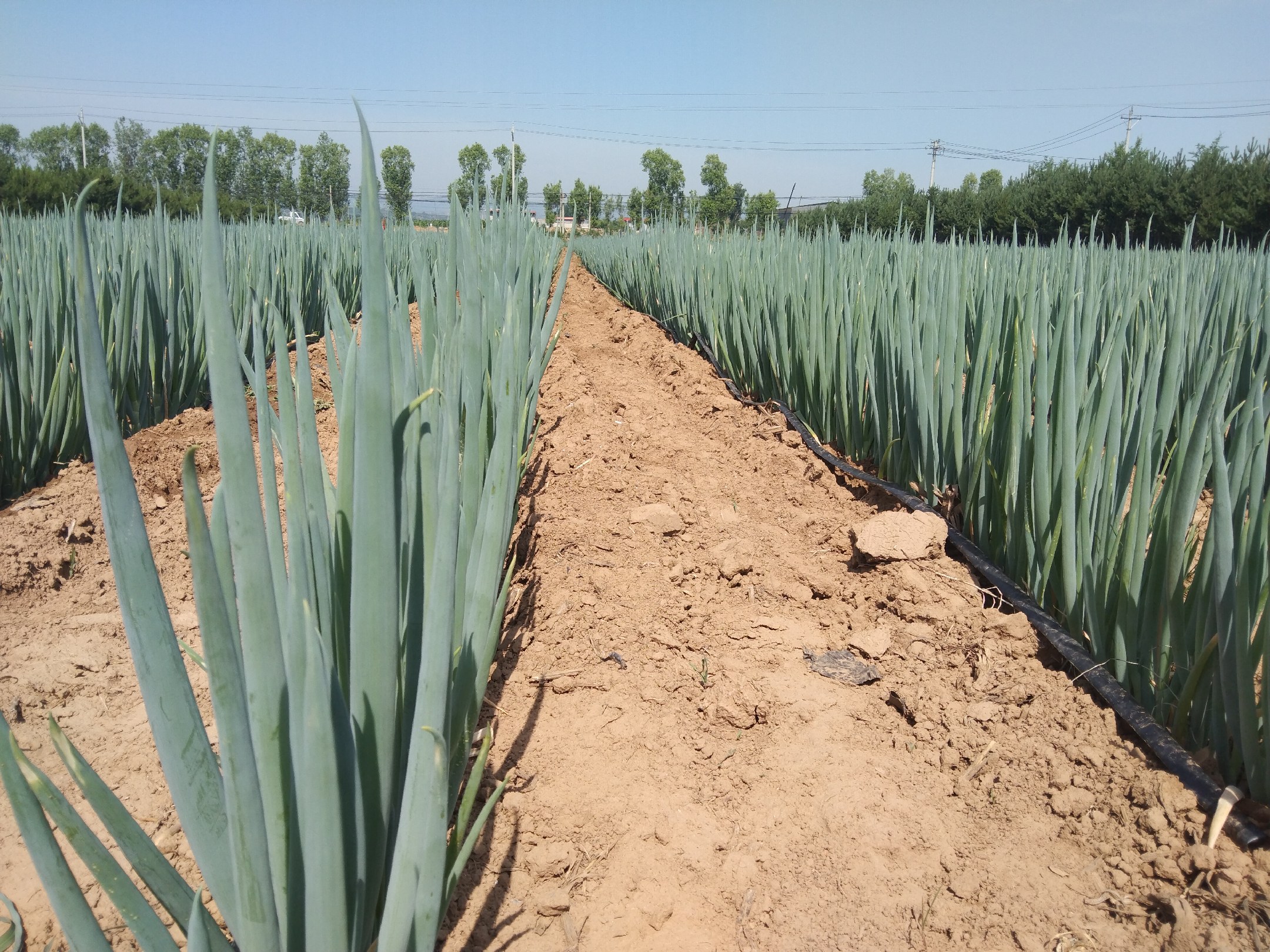 铁杆大葱种植田
