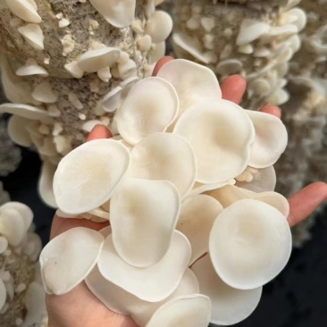 玉木耳菌棒