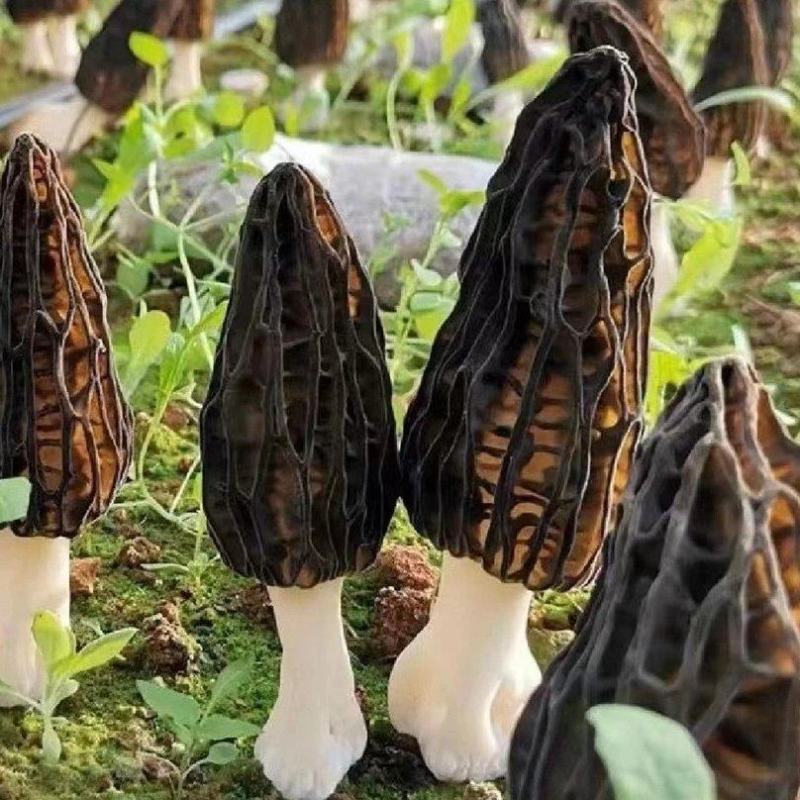 羊肚菌种