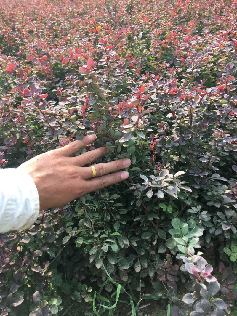 精品红叶小檗，小苗，球型，规格齐全。
