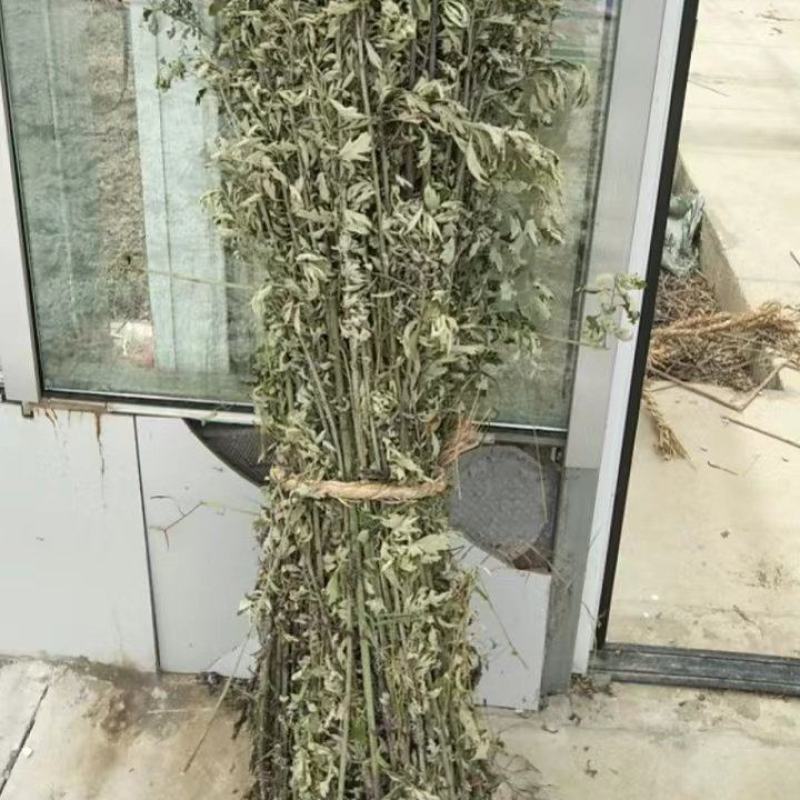 蕲艾晒干野生艾杆