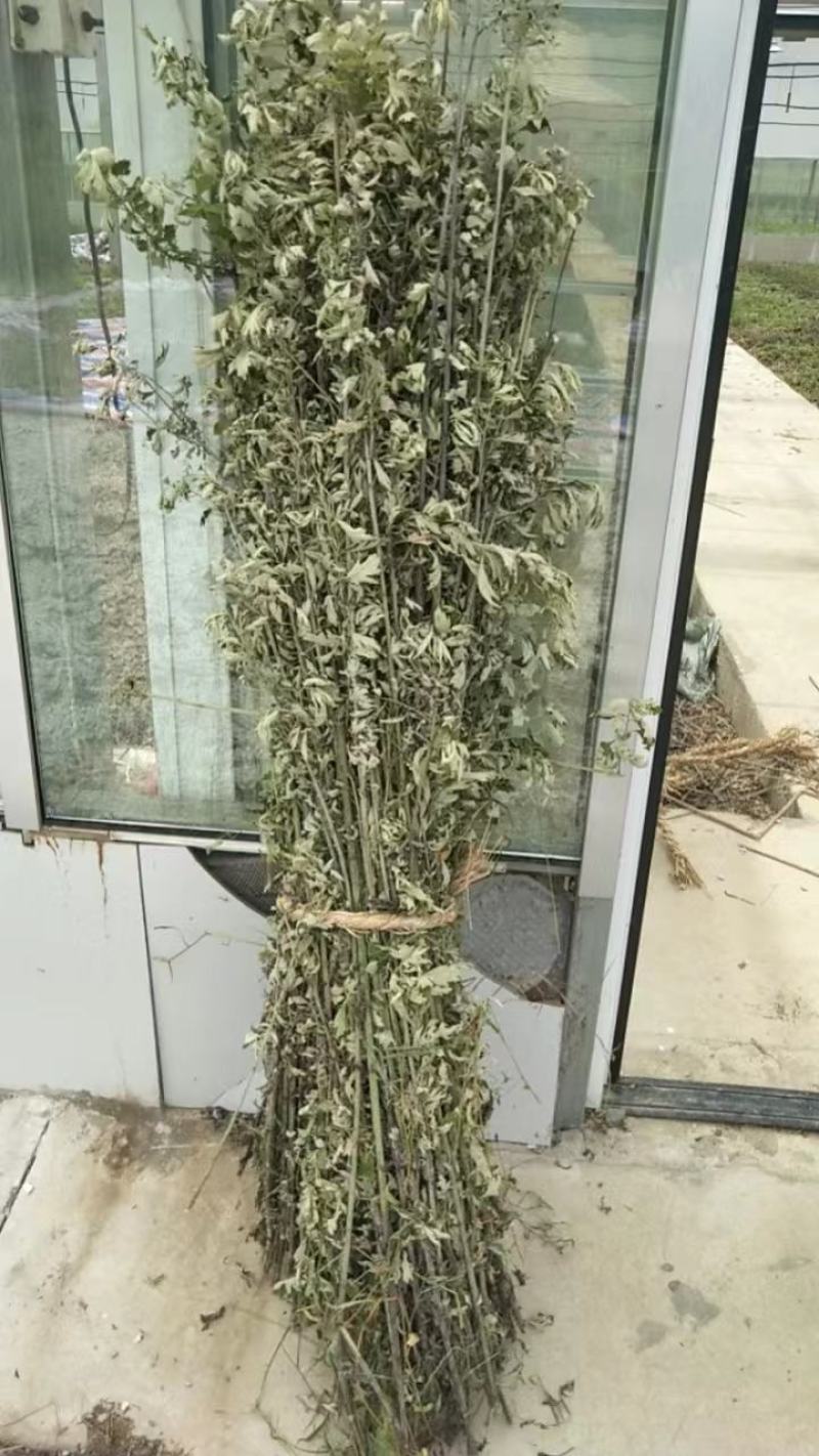 蕲艾晒干野生艾杆