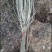 木槿