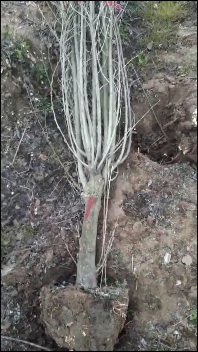 木槿