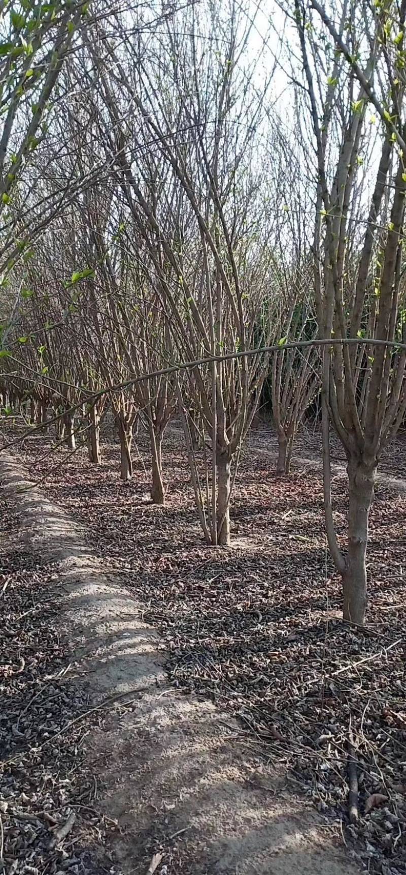 木槿