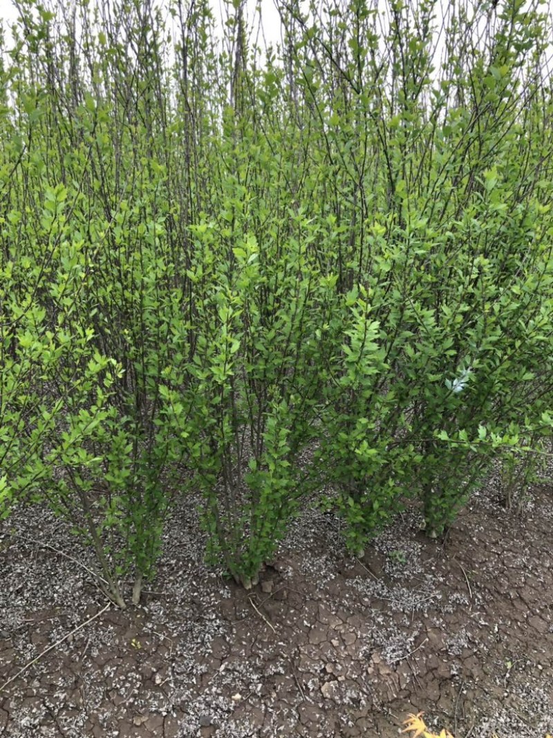 木槿