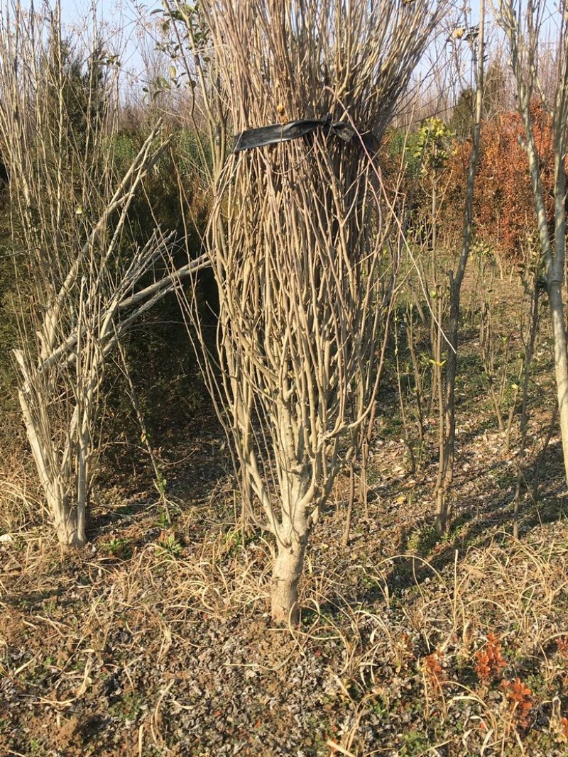 木槿