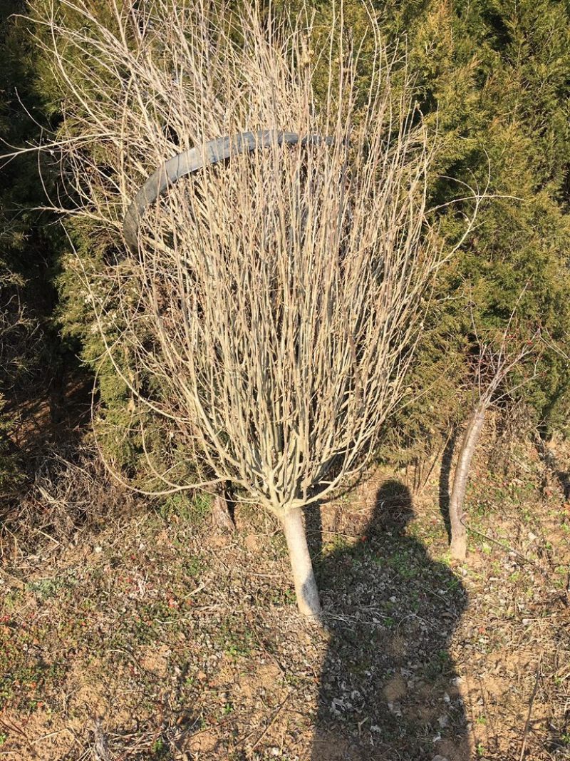 木槿