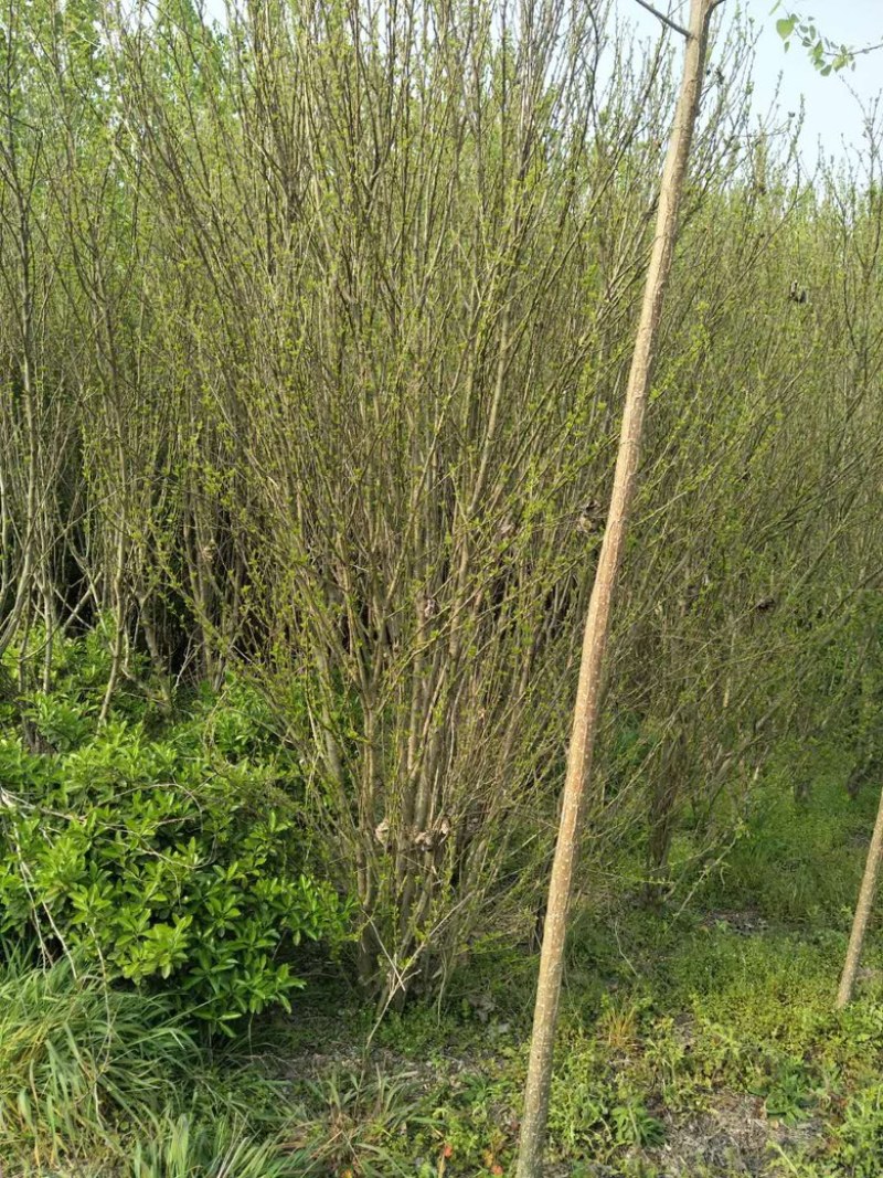 木槿