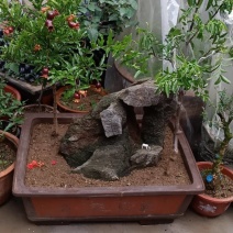 紫玉石榴，冬枣，奇石盆景