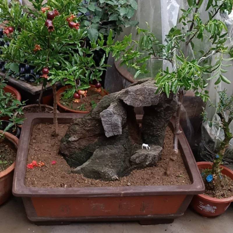 紫玉石榴，冬枣，奇石盆景