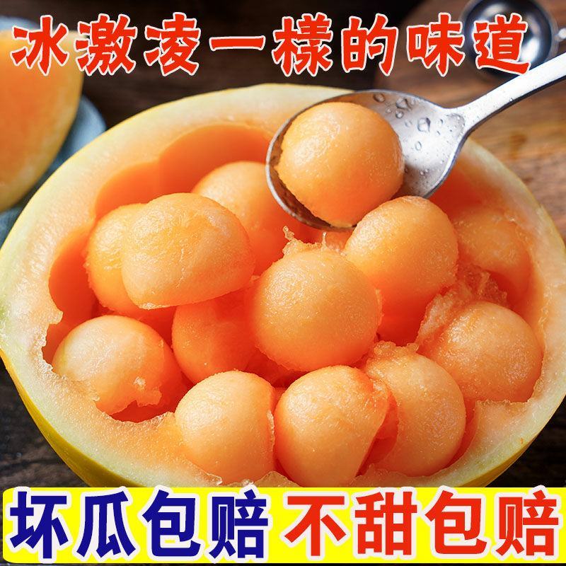 甘肃民勤蜜瓜黄河甜瓜哈密瓜一件代发包邮产地批发装车代收