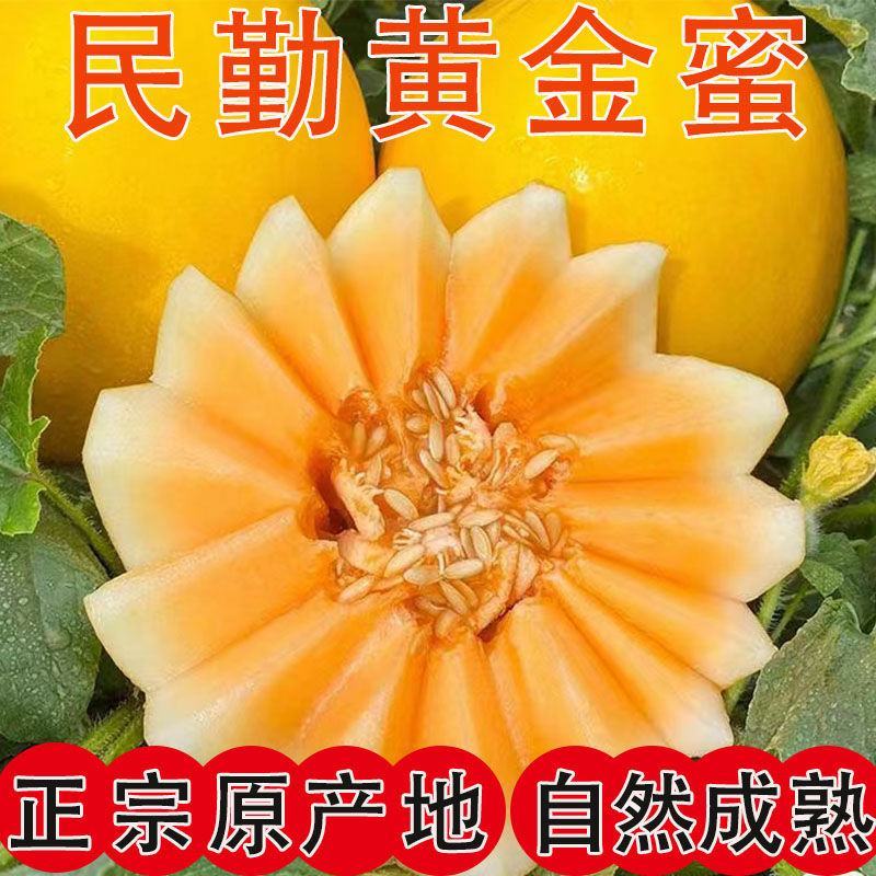 甘肃民勤蜜瓜黄河甜瓜哈密瓜一件代发包邮产地批发装车代收