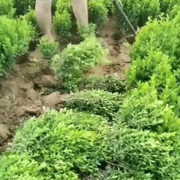 小叶黄杨