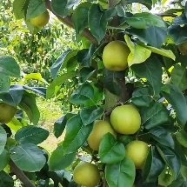 翠冠梨