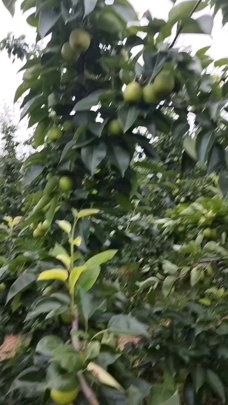 翠冠梨