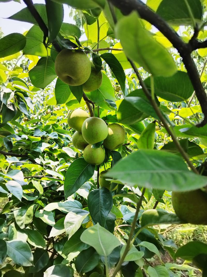 翠冠梨
