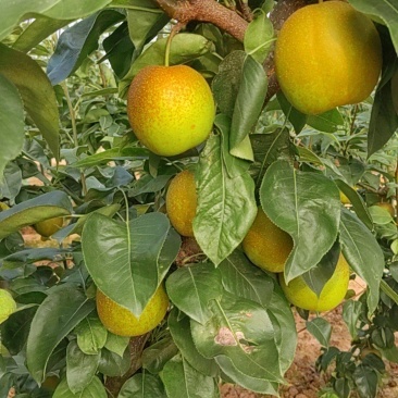 湖北.襄阳翠冠，圆黄，晚秋黄梨大量供应