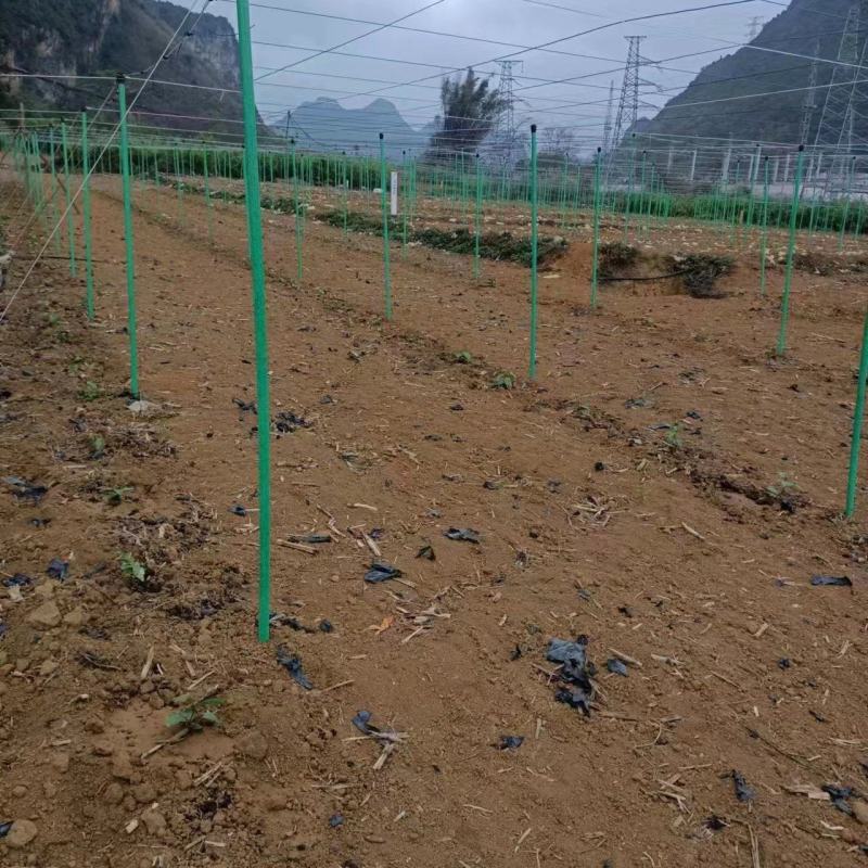 玻纤管立柱，圣女果架材，遮阳棚立柱