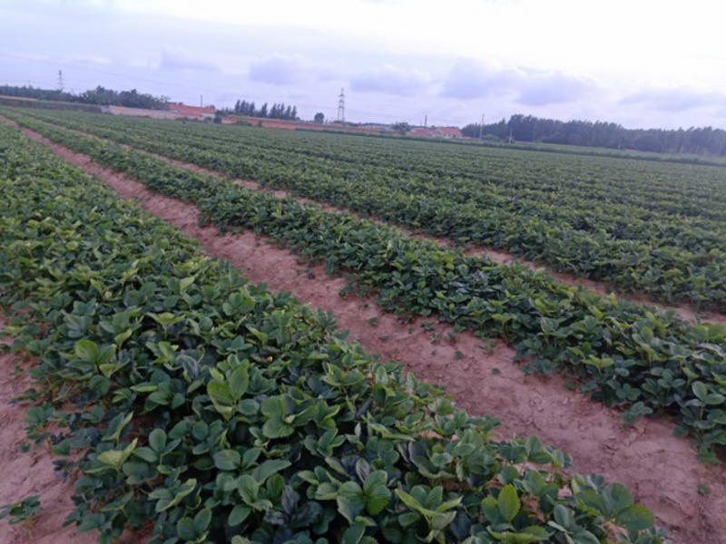 大量供应各种草莓苗，主要经营甜宝草莓苗，香野草莓苗