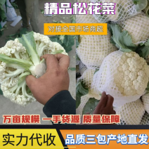 福建花菜小米粒松花菜花菜货源充足价格低质量保障欢迎咨询