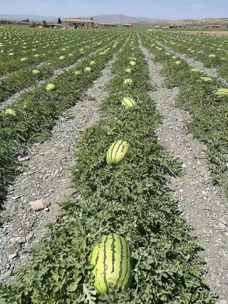 宁夏硒砂瓜大量供应中，质量保证全国发货欢迎来电详谈