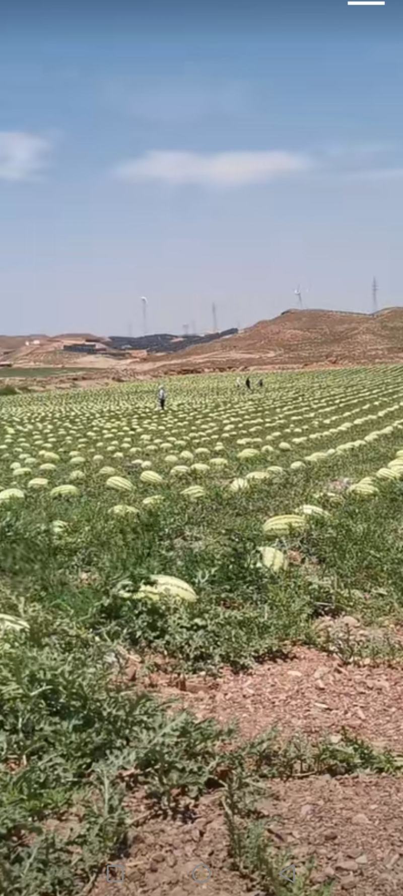 宁夏硒砂瓜大量供应中，质量保证全国发货欢迎来电详谈