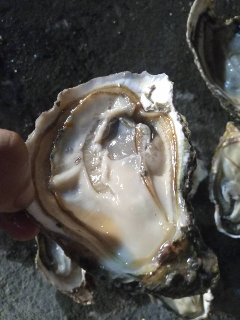 精品三倍体生蚝大量上市货源充足量大从优一手货源欢迎咨询