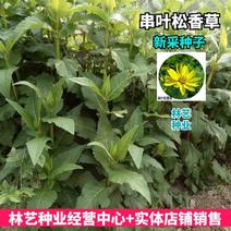 串叶松香草种子牧草种子牲畜食用松香草种子