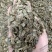 串叶松香草种子